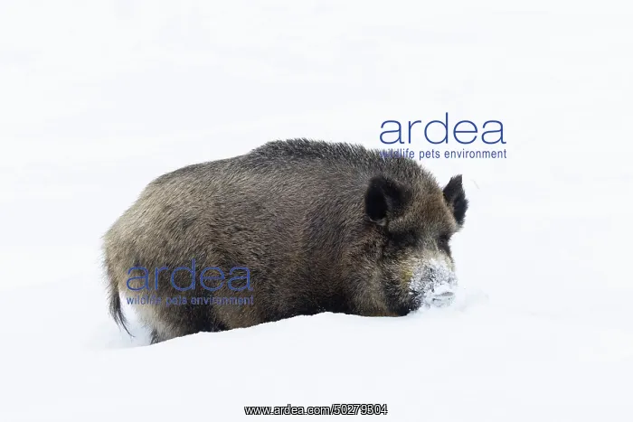 : Wild Boar winter