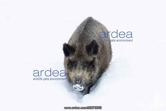  : Wild Boar winter