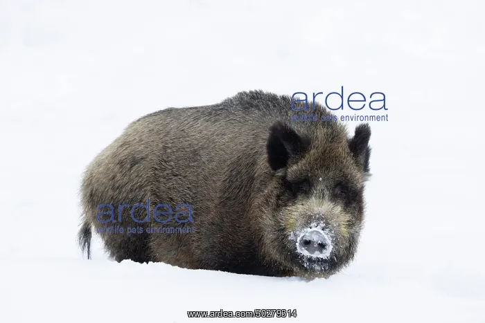 : Wild Boar winter : Wild Boar winter