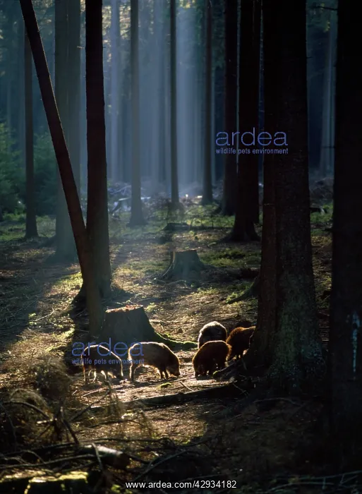 : WILD BOAR - in woodland : WILD BOAR - in woodland
