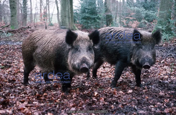 : WILD BOAR - x two : WILD BOAR - x two