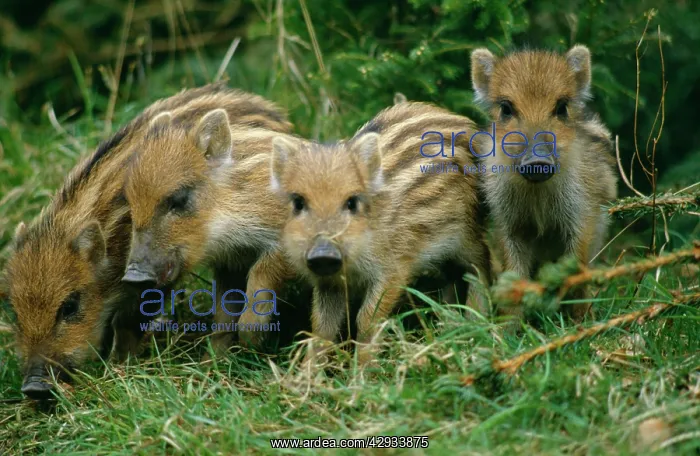 : WILD BOAR - x four piglets : WILD BOAR - x four piglets