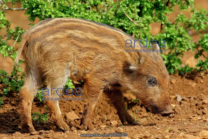 : Wild Boar - young : Wild Boar - young