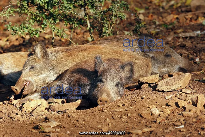 : Wild Boar - young : Wild Boar - young