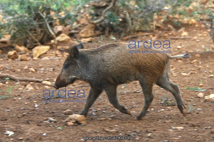 : Wild Boar - young : Wild Boar - young