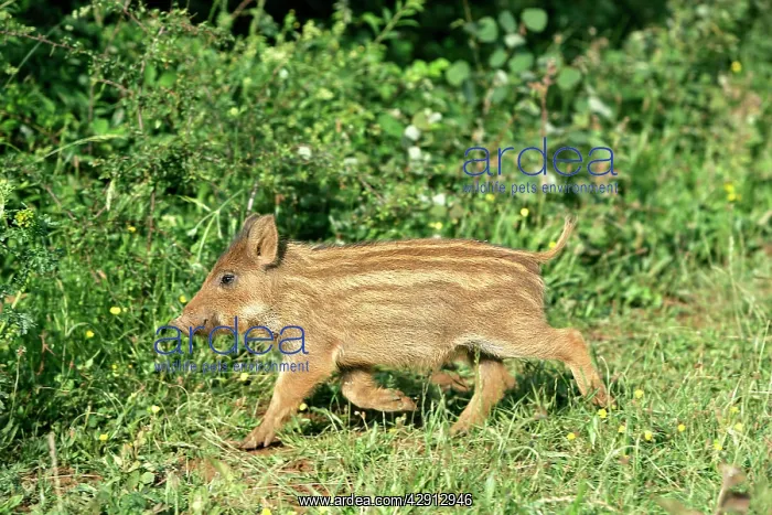  : Wild Boar - young