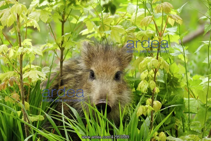  : Wild Boar - young one