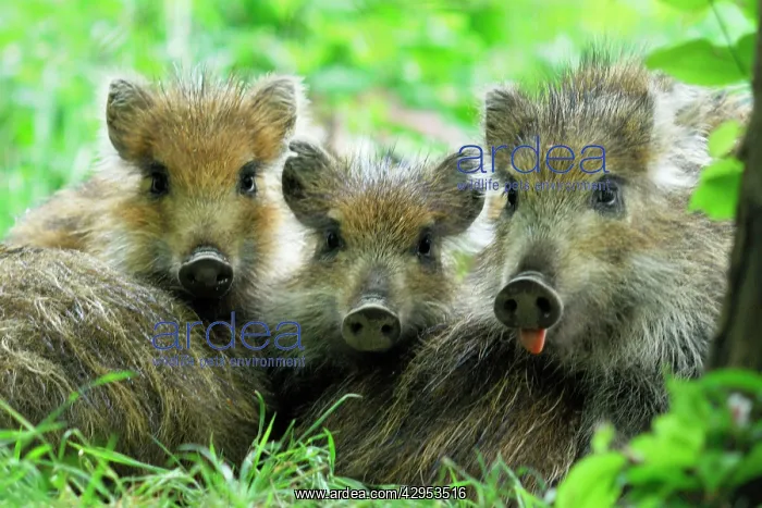  : Wild Boar - young ones