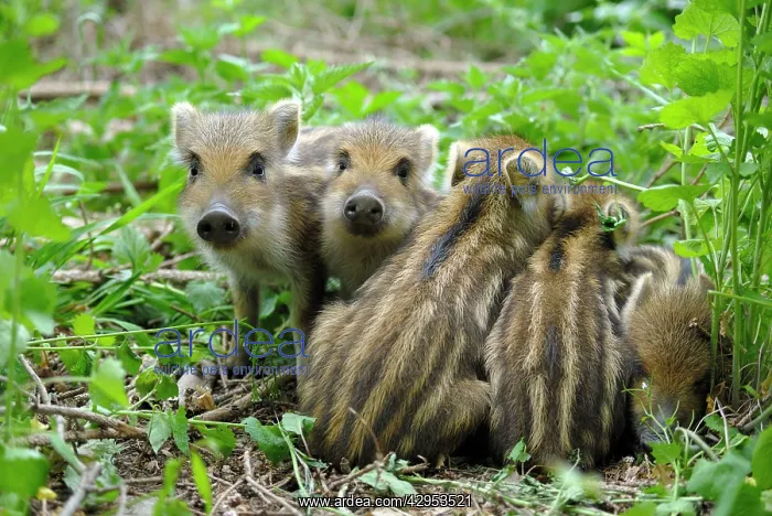 : Wild Boar - young ones : Wild Boar - young ones