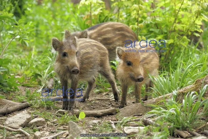 : Wild Boar - young ones : Wild Boar - young ones