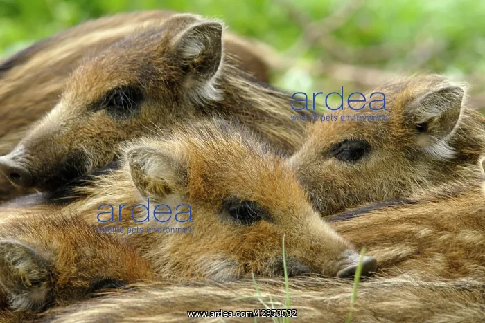 : Wild Boar - young ones : Wild Boar - young ones