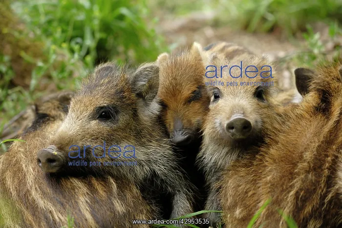 : Wild Boar - young ones : Wild Boar - young ones