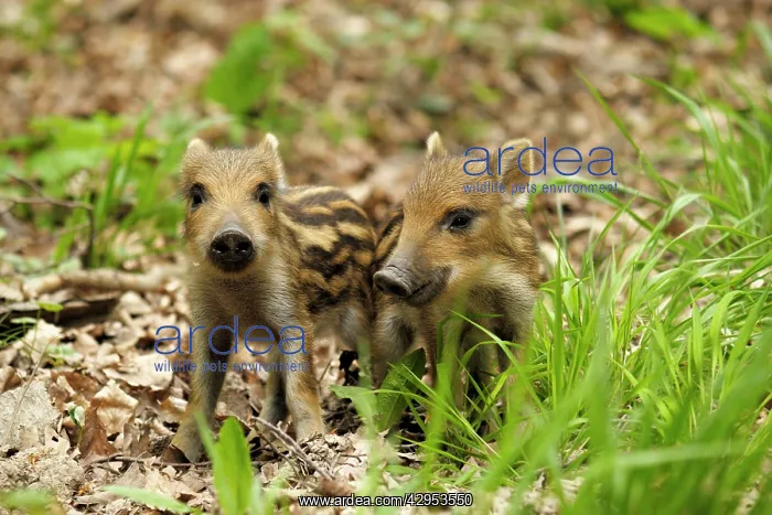 : Wild Boar - young ones : Wild Boar - young ones