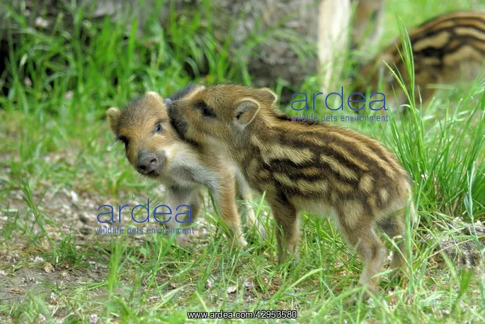 : Wild Boar - young ones playing : Wild Boar - young ones playing