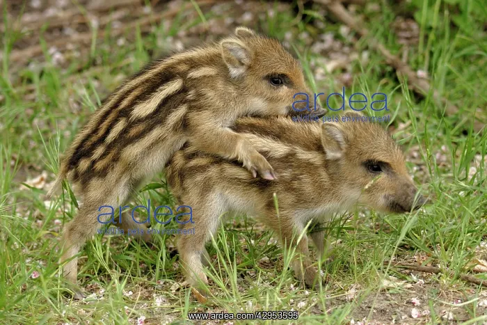 : Wild Boar - young ones playing : Wild Boar - young ones playing