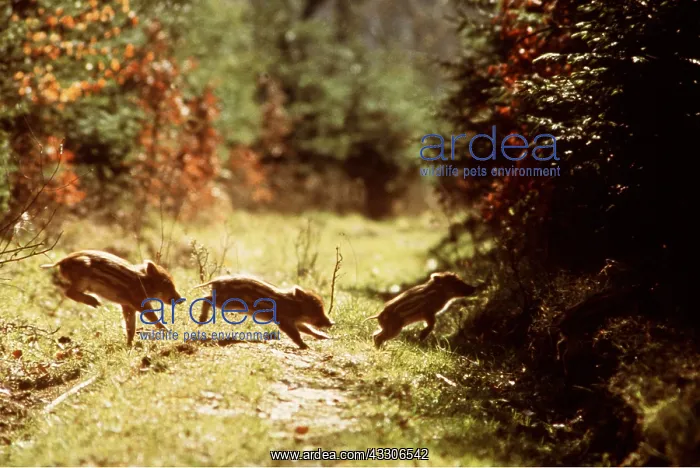 : WILD BOAR - young, running : WILD BOAR - young, running