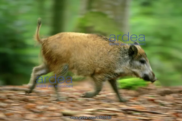 : Wild Boar - young one running through forest : Wild Boar - young one running through forest