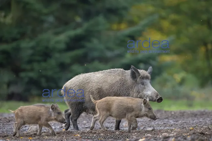 : Wild Boars autumn : Wild Boars autumn