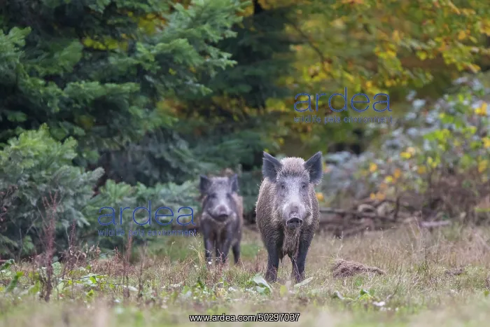 : Wild Boars autumn : Wild Boars autumn