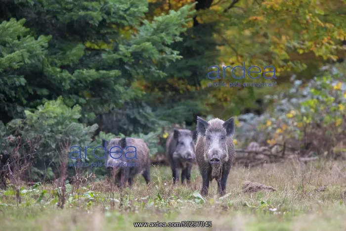 : Wild Boars autumn : Wild Boars autumn