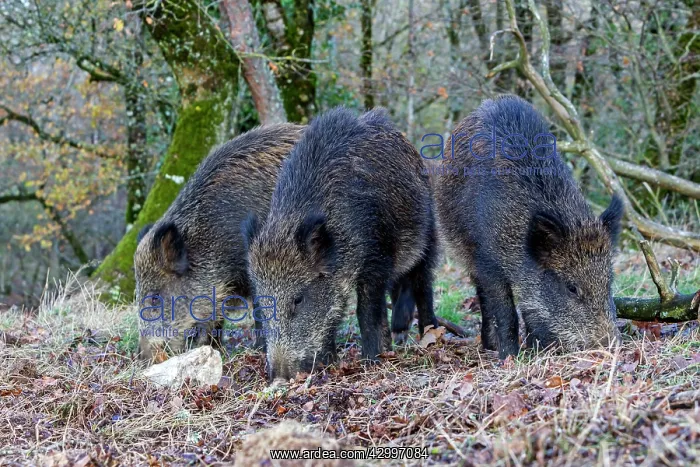 : Wild Boars - feeding. Haute Saone, France : Wild Boars - feeding. Haute Saone, France