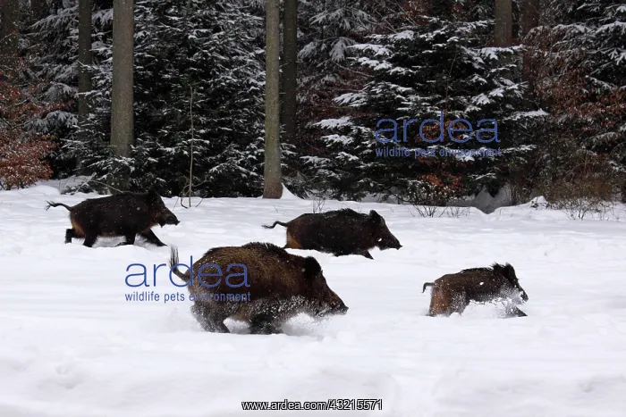 : Wild Boars - fleeing into the woods in winter through : Wild Boars - fleeing into the woods in winter through