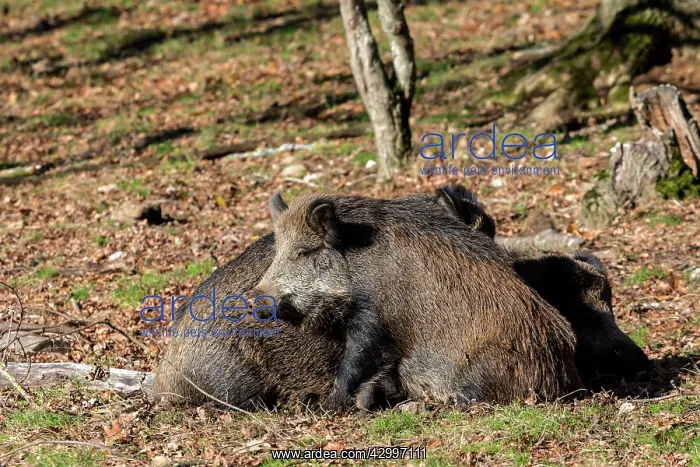: Wild Boars. Haute Saone, France : Wild Boars. Haute Saone, France