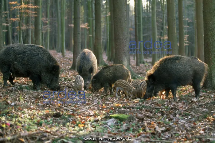 : WILD BOARS - and juveniles foraging in woodland : WILD BOARS - and juveniles foraging in woodland