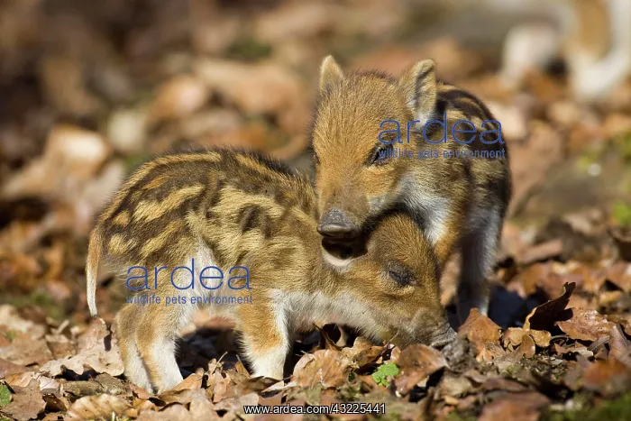 : Wild boars - piglets : Wild boars - piglets