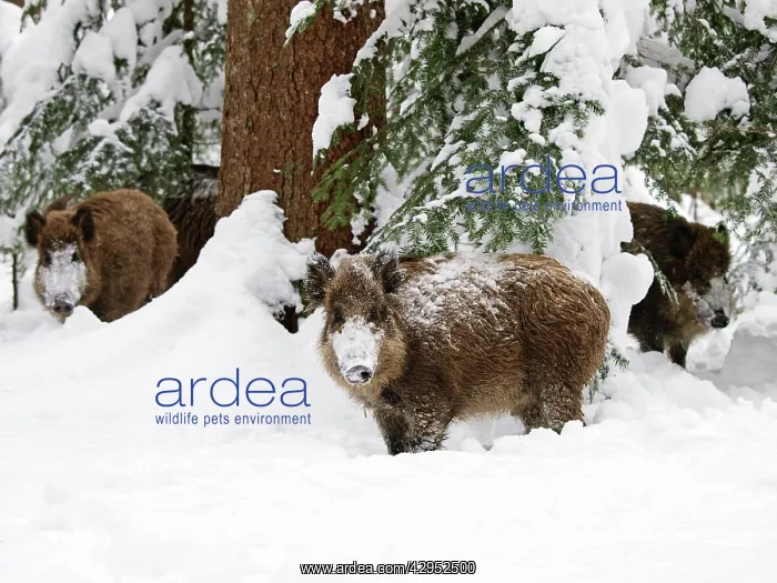 : Wild Boars - in snow : Wild Boars - in snow