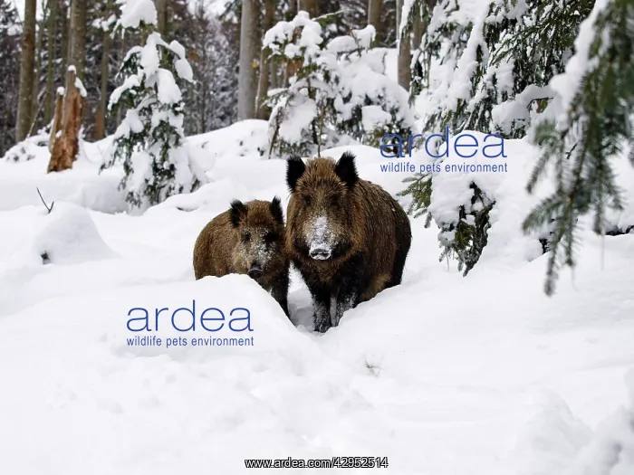 : Wild Boars - in snow : Wild Boars - in snow