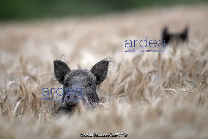: Two wild boars (Sus scrofa) foraging in wheat field : Two wild boars (Sus scrofa) foraging in wheat field