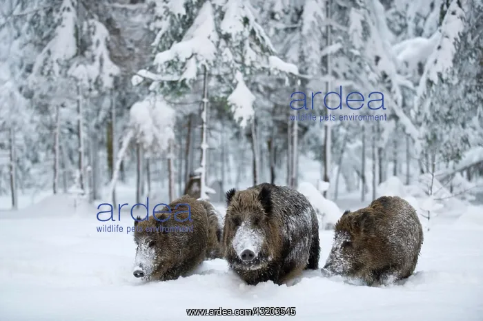 : Wild Boars (Sus scrofa) in a heavily snow-covered : Wild Boars (Sus scrofa) in a heavily snow-covered