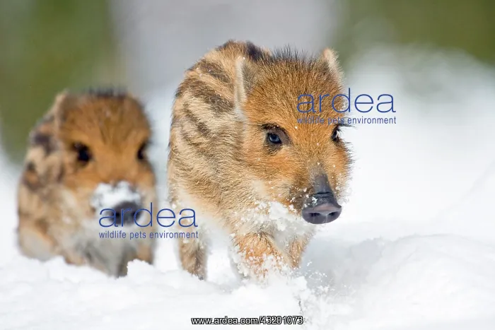 : Wild Boars (Sus scrofa), piglets in the snow, captive : Wild Boars (Sus scrofa), piglets in the snow, captive