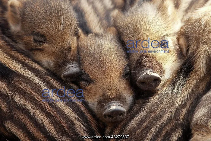 : Wild boars (Sus scrofa), shoats lying close together : Wild boars (Sus scrofa), shoats lying close together