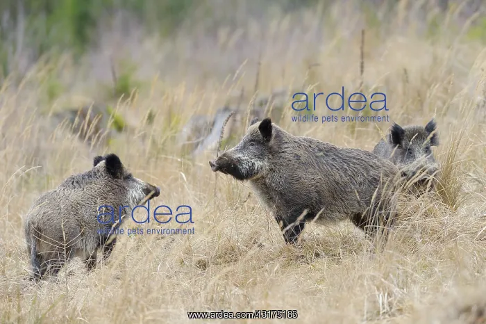 : Wild boars (Sus scrofa), Spessart, Bavaria, Germany : Wild boars (Sus scrofa), Spessart, Bavaria, Germany