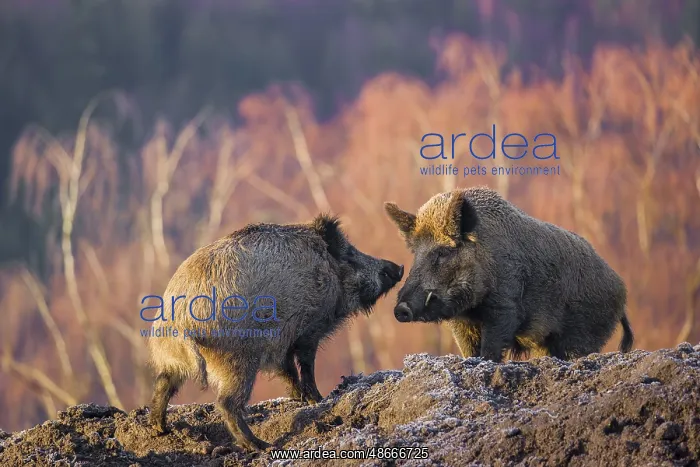 : Two wild boars (Sus scrofa) stand on a frozen mound of earth : Two wild boars (Sus scrofa) stand on a frozen mound of earth