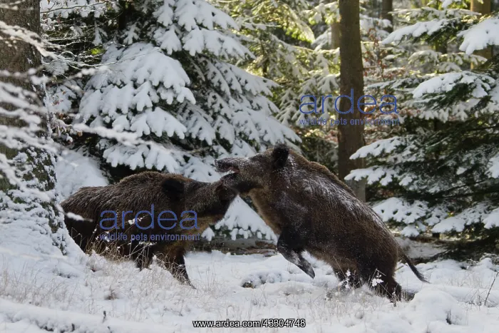 : Wild boars - wild boars, fighting in snow - Germany : Wild boars - wild boars, fighting in snow - Germany