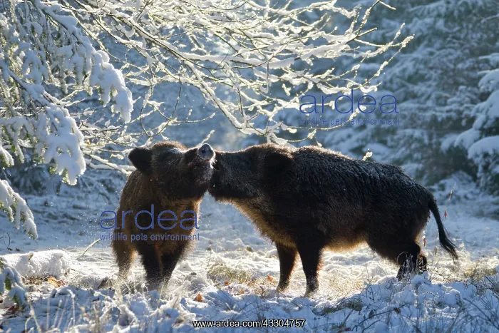 : Wild boars - wild boars, fighting in snow - Germany : Wild boars - wild boars, fighting in snow - Germany