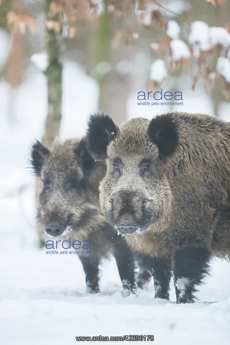 : Wild Boars winter : Wild Boars winter