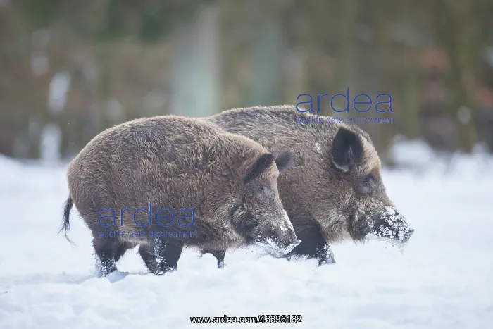 : Wild Boars winter : Wild Boars winter