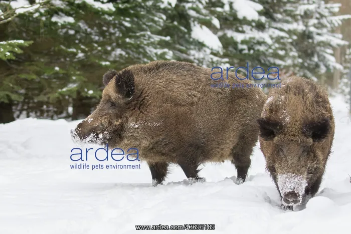 : Wild Boars winter : Wild Boars winter