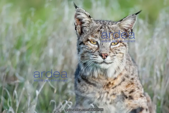 : Wild Bobcat (Lynx rufus) in Central California : Wild Bobcat (Lynx rufus) in Central California