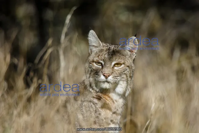 : Wild Bobcat (Lynx rufus) in Central California : Wild Bobcat (Lynx rufus) in Central California