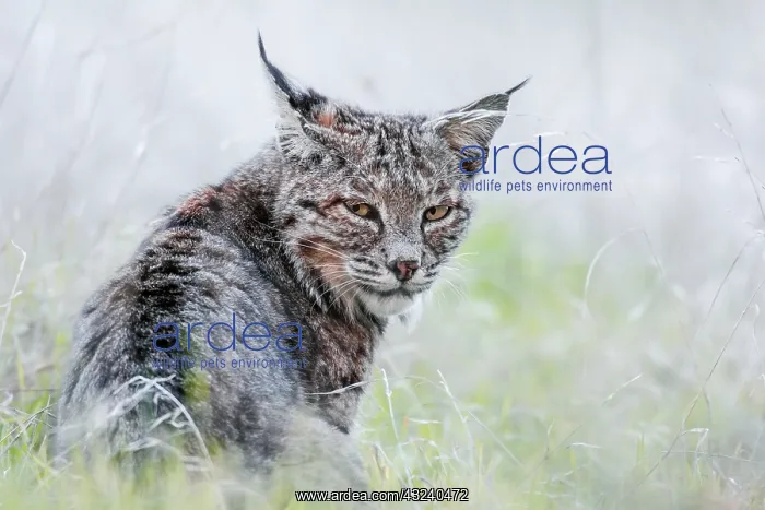 : Wild Bobcat (Lynx rufus) in Central California : Wild Bobcat (Lynx rufus) in Central California