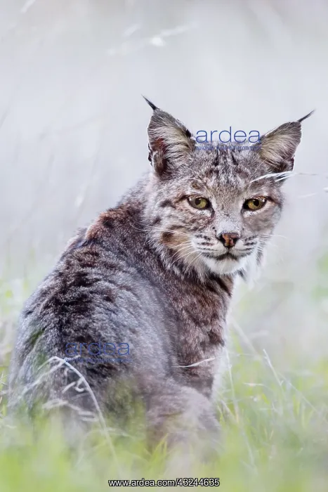 : Wild Bobcat (Lynx rufus) in Central California : Wild Bobcat (Lynx rufus) in Central California