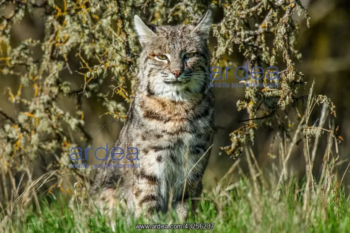 : Wild Bobcat (Lynx rufus) in Central California : Wild Bobcat (Lynx rufus) in Central California