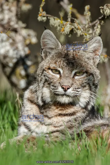 : Wild Bobcat (Lynx rufus) in Central California : Wild Bobcat (Lynx rufus) in Central California