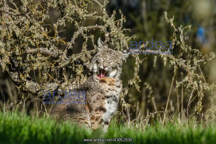 : Wild Bobcat (Lynx rufus) in Central California's : Wild Bobcat (Lynx rufus) in Central California's