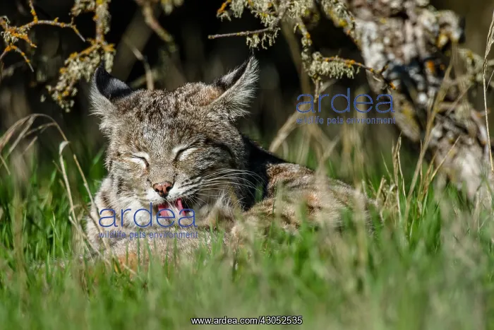 : Wild Bobcat (Lynx rufus) in Central California's : Wild Bobcat (Lynx rufus) in Central California's